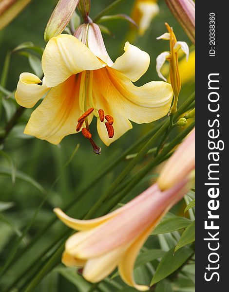 Beautiful yellow lilies bud and bulb. Beautiful yellow lilies bud and bulb