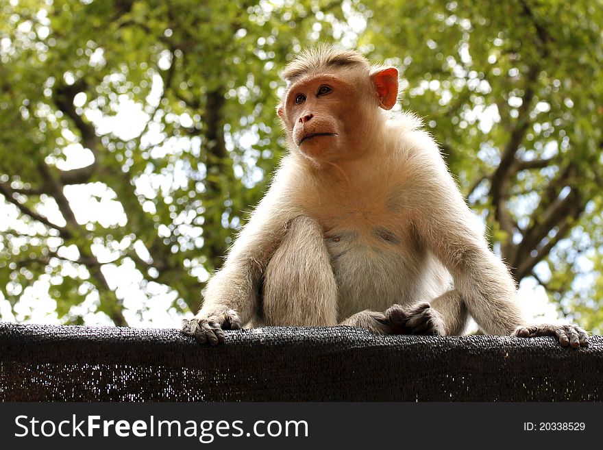 An indian female monkey sitting and staring. An indian female monkey sitting and staring