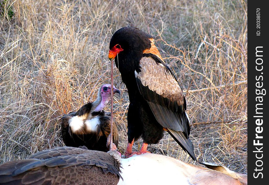 Bateleur and white-backed vulture eating impala