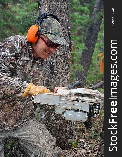 A man cutting a tree with a chain saw. A man cutting a tree with a chain saw