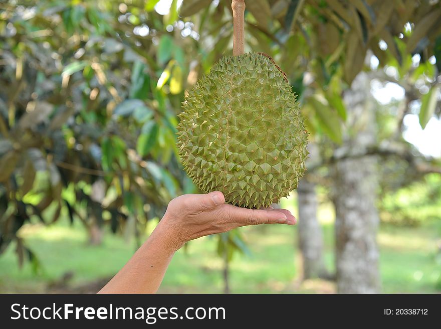 Hand Supporting A Durian Fruit