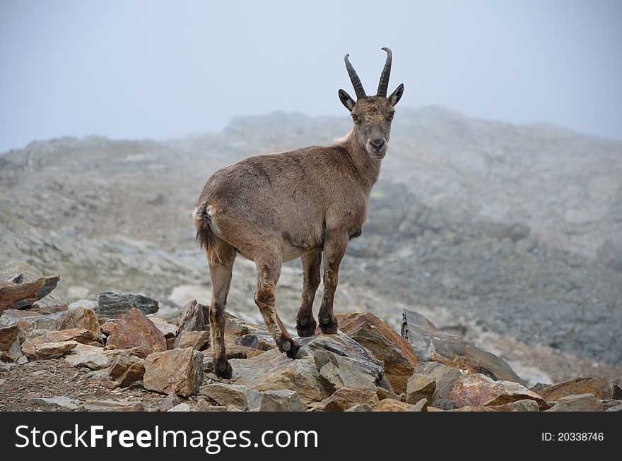 Mountain goat - alpine ibex in the mountains