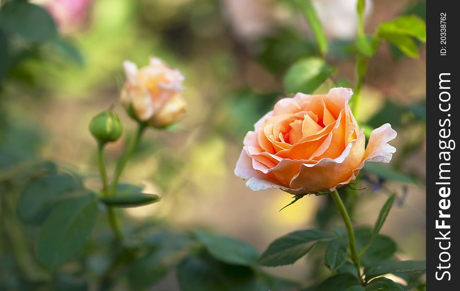 Rose In A Garden