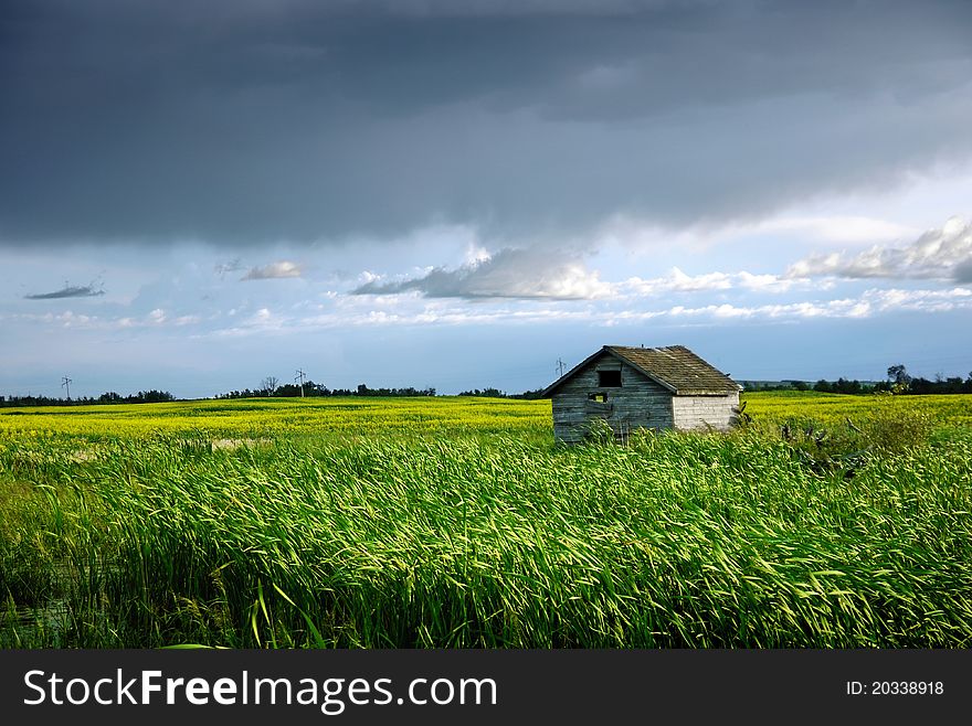 Wooden Shed In Canola Field