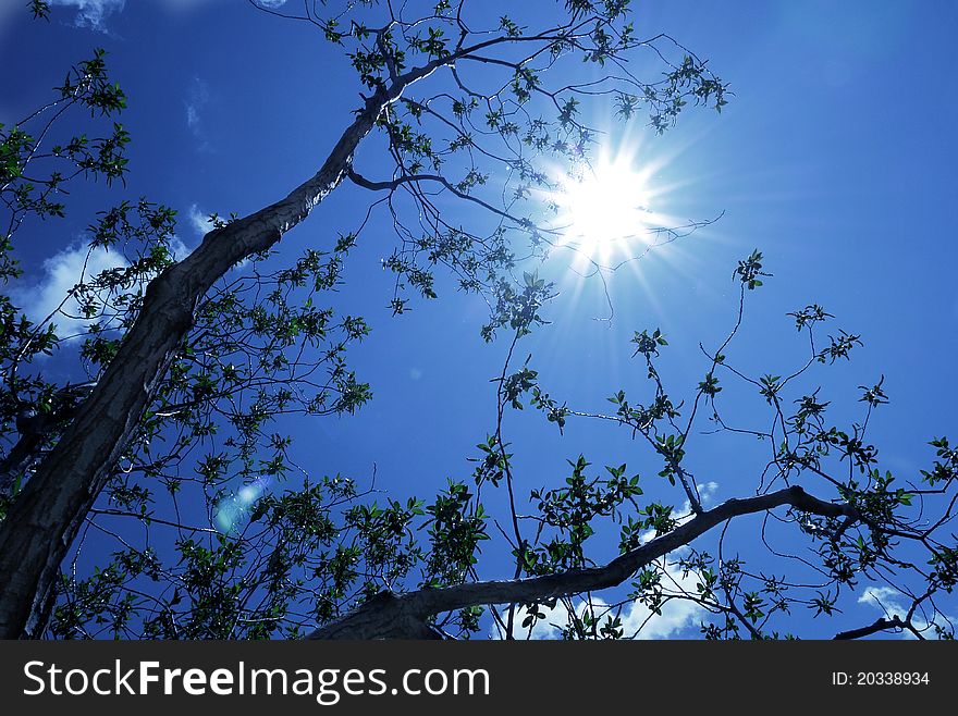 Dramatically angled branches stretch towards the sun on a bright summer day. Dramatically angled branches stretch towards the sun on a bright summer day.