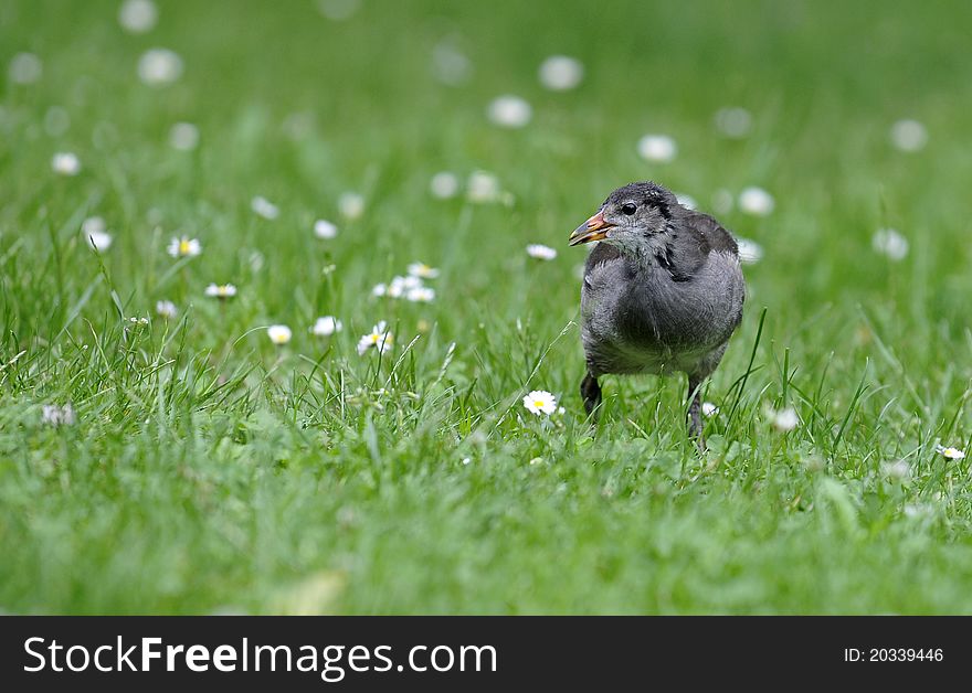 Baby moorhen walking in the grass surrounded by daisies