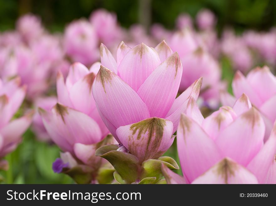 Siam tulip flower on public garden, Thailand