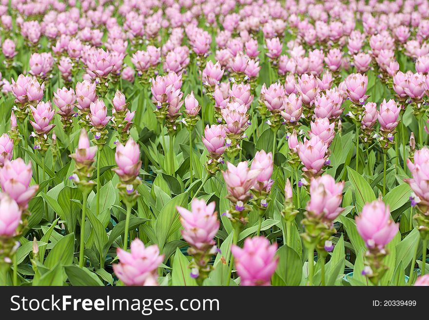 Siam tulip flower