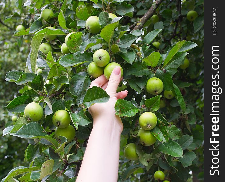 The Hand Breaks Green Apples In Garden