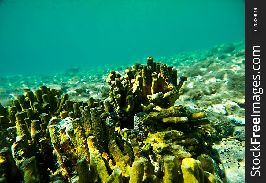 Yellow coral on ocean bottom, clear and blue water, marine life form in adriatic sea