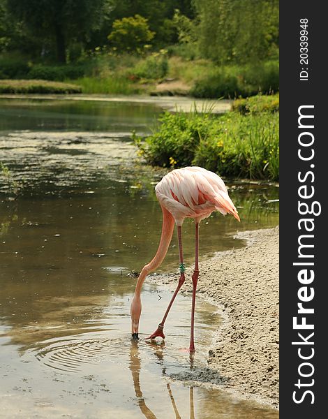 Long legged Flamingo drinking water in the lake
