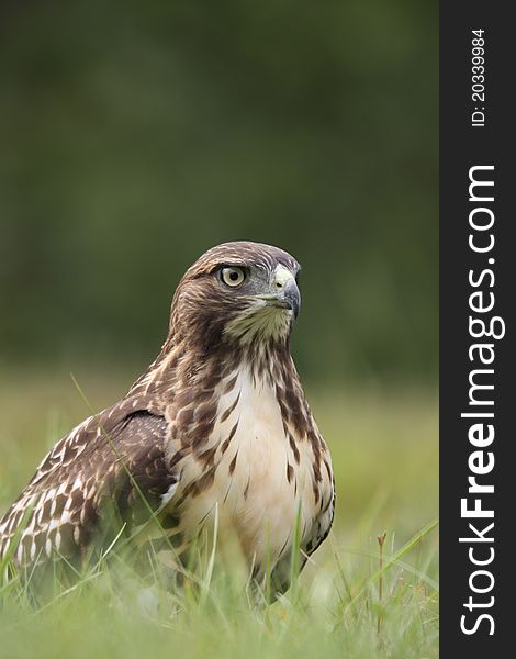 A powerful Red-tailed Hawk (Buteo jamaicensis) standing in a field.