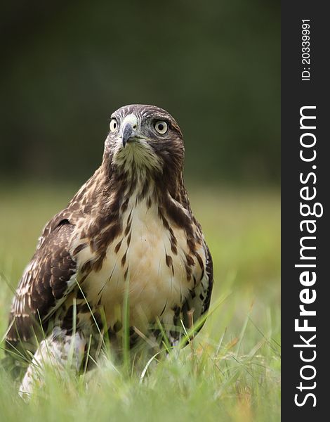 A powerful Red-tailed Hawk (Buteo jamaicensis) standing in a field.