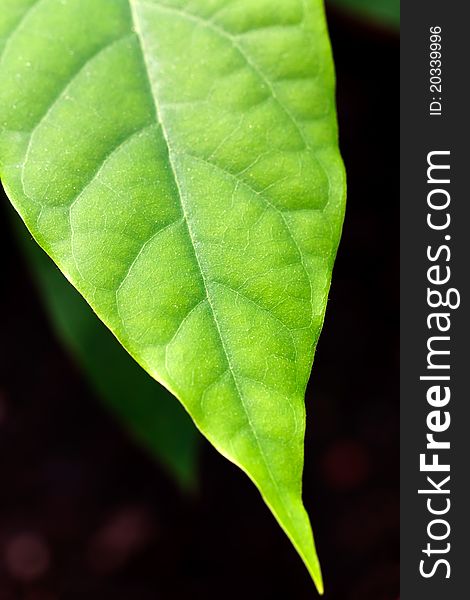 Close up , young Avocado Leaf,Macro Shot.