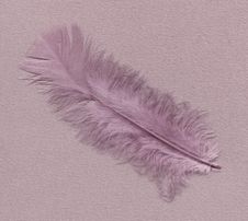 Feather Stock Images