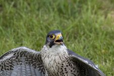 Falcon Peregrine (falcon Peregrinus) Stock Images Falcon Peregrine (falcon Peregrinus) Stock Images