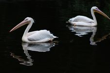 Two Pelicans Stock Image Two Pelicans Stock Image