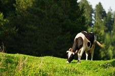 Cow Royalty Free Stock Images