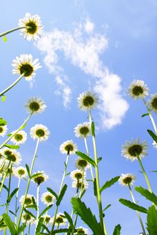 Daisies On Blue Sky Stock Images