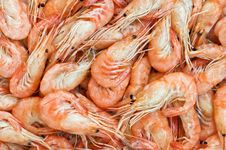 Shrimps Stock Photography