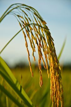 Spike In Thai Farm Rice Near Sunset Royalty Free Stock Images Spike In Thai Farm Rice Near Sunset Royalty Free Stock Images