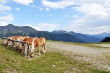Horses Grazing Stock Images Horses Grazing Stock Images