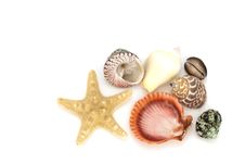 Seashells Background Royalty Free Stock Photo Seashells Background Royalty Free Stock Photo