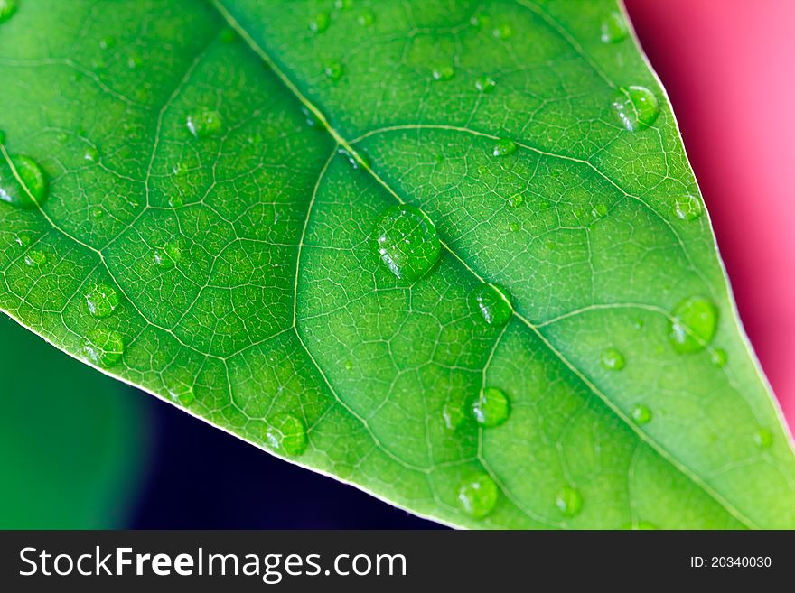 Close up , young Avocado Leaf,Macro Shot.