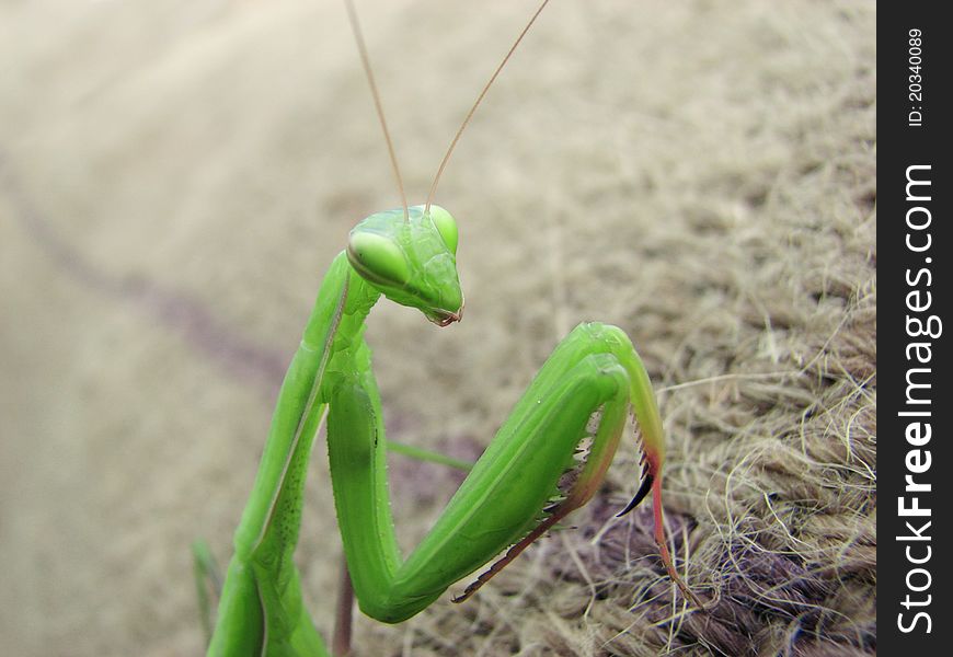 Green praying mantis climbing a brown sack