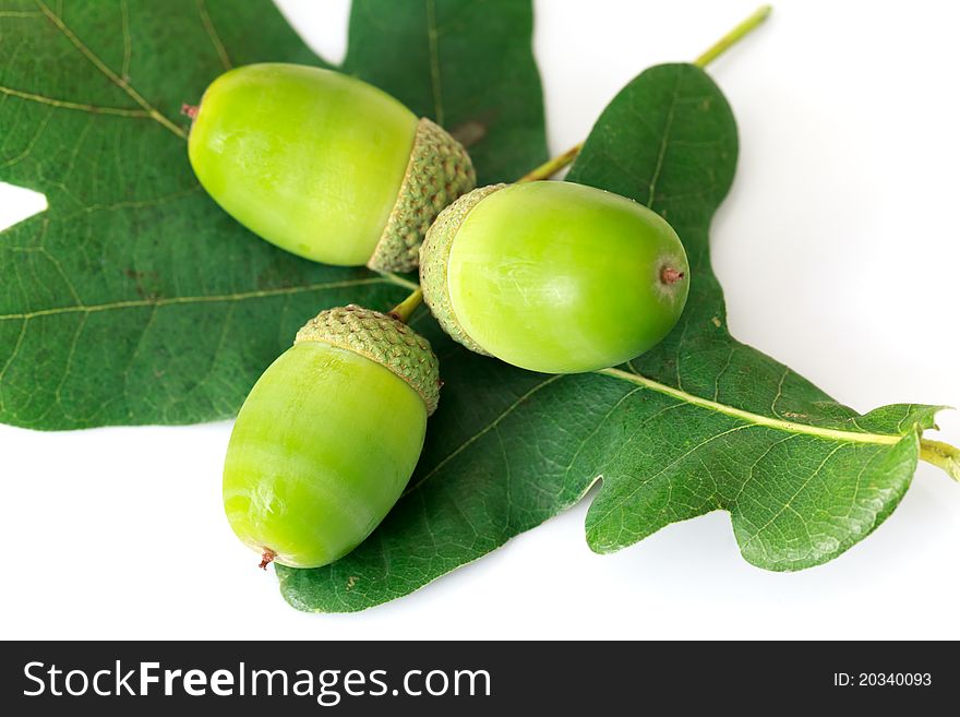 Acorns with leaves,close up