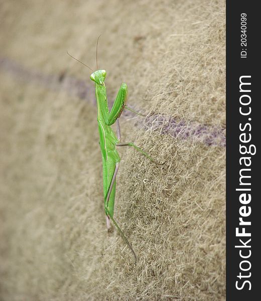 Green Praying Mantis