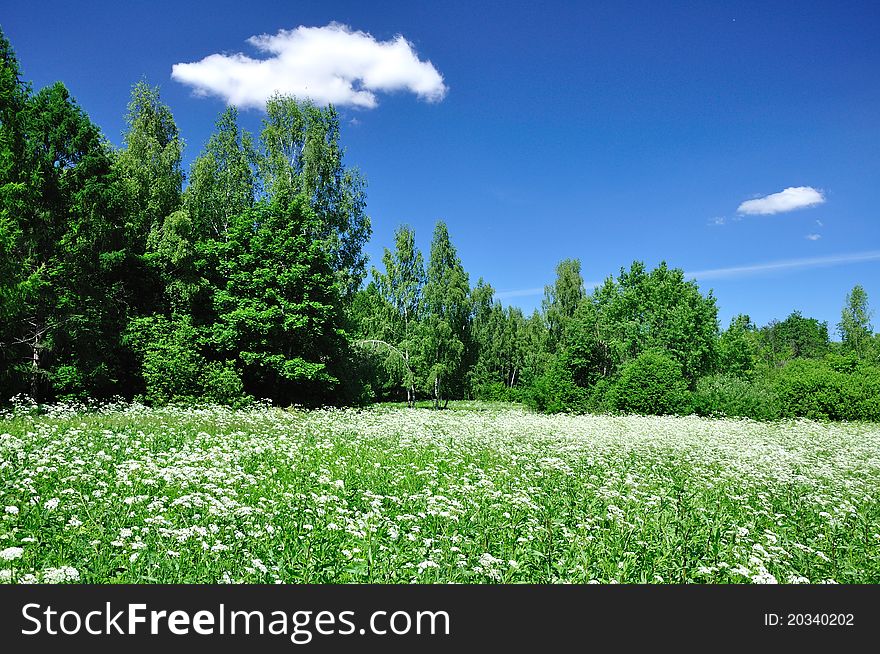 Photo of a field and wood against the dark blue sky. Photo of a field and wood against the dark blue sky.