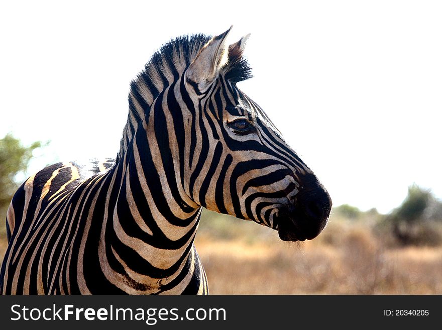 Young Zebra in the Kruger National Park South Africa. Young Zebra in the Kruger National Park South Africa