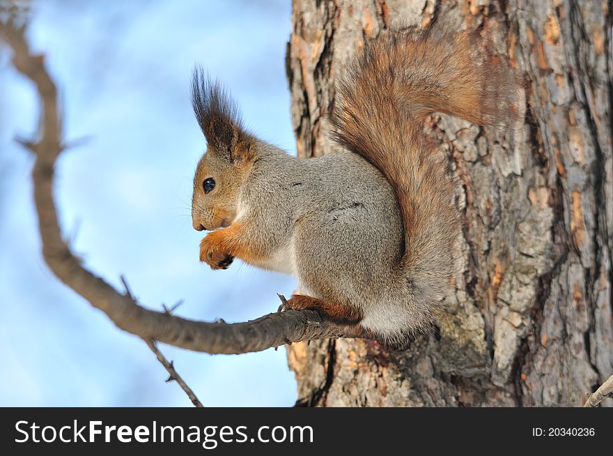 The squirrel sits on a tree. The squirrel sits on a tree.