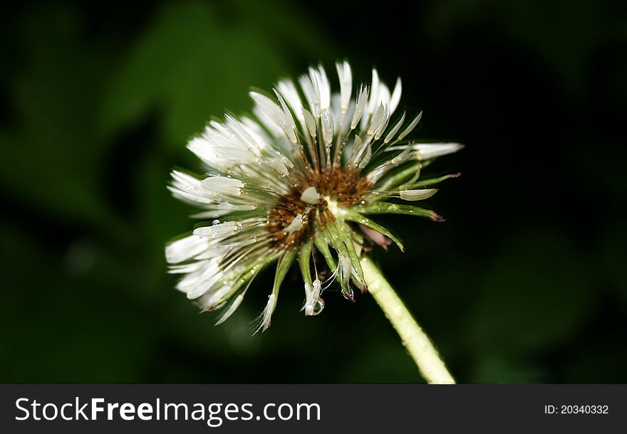 Dandelion Close Up