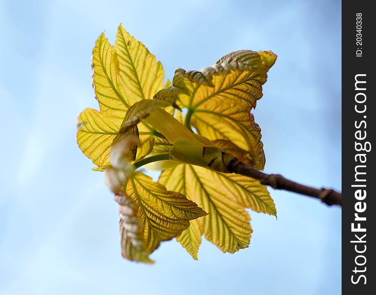 Young green leaves of maple.