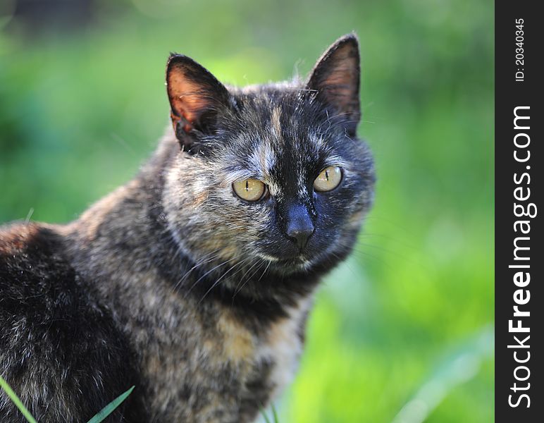 Cat looks at the photographer.