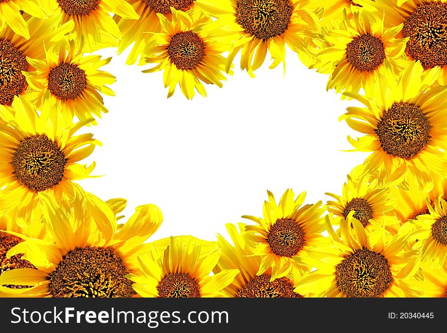 Beautiful yellow Sunflower petals closeup