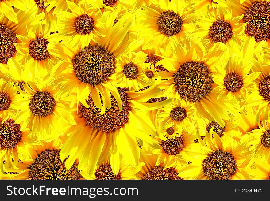 Beautiful yellow Sunflower petals closeup