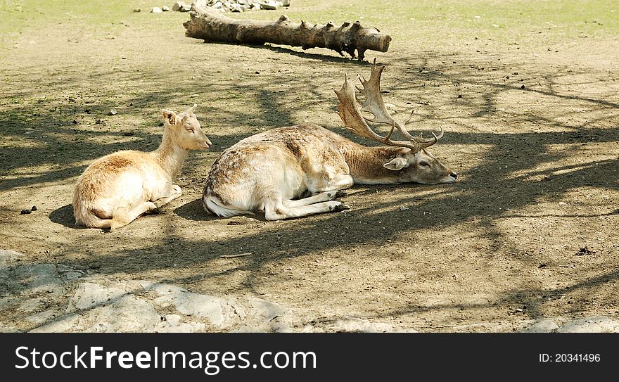 Spotted deer lying on a grass. Spotted deer lying on a grass.