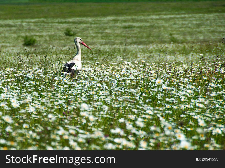 Stork standing in the grass