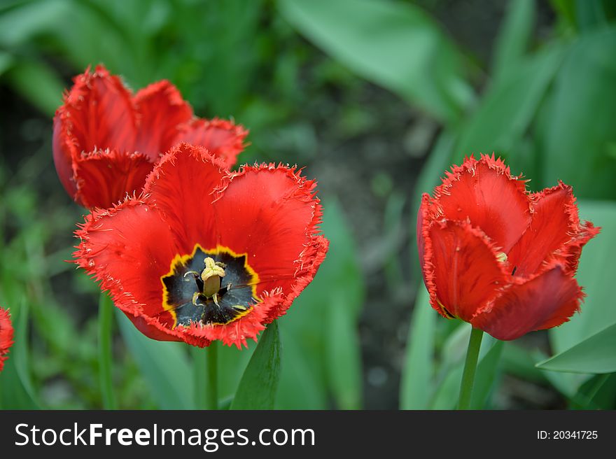 Tulips in garden. Classical spring flowers