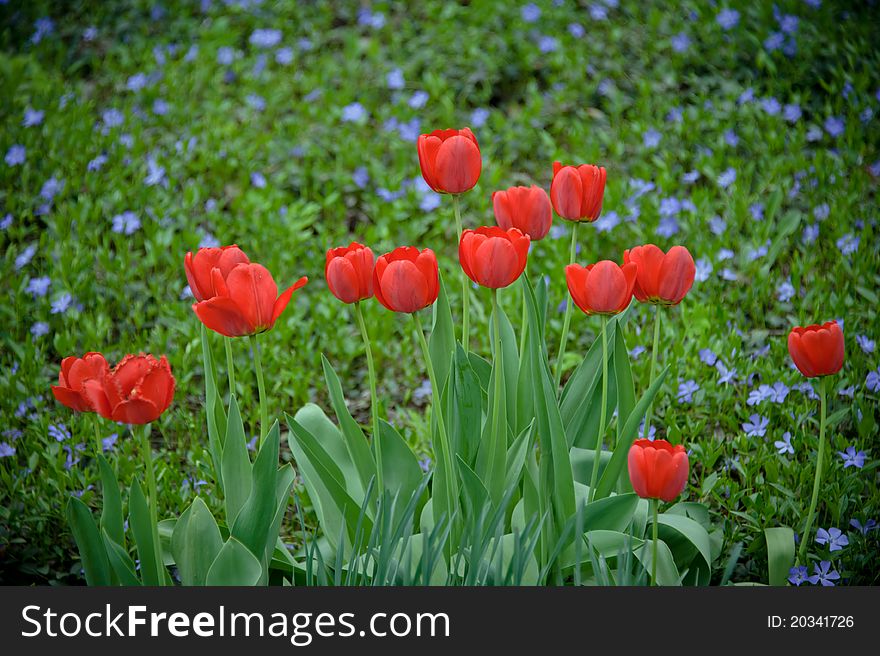 Tulips in garden. Classical spring flowers