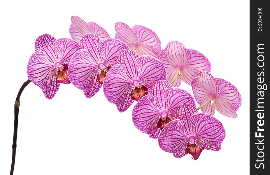 Orchid Isolated On White Background