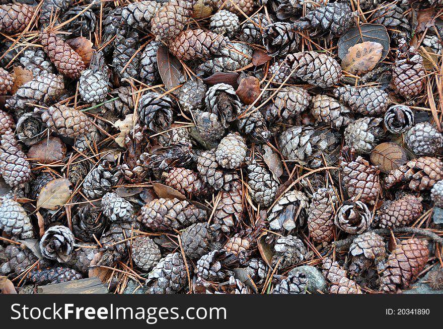 Closeup view of pine cone texture.