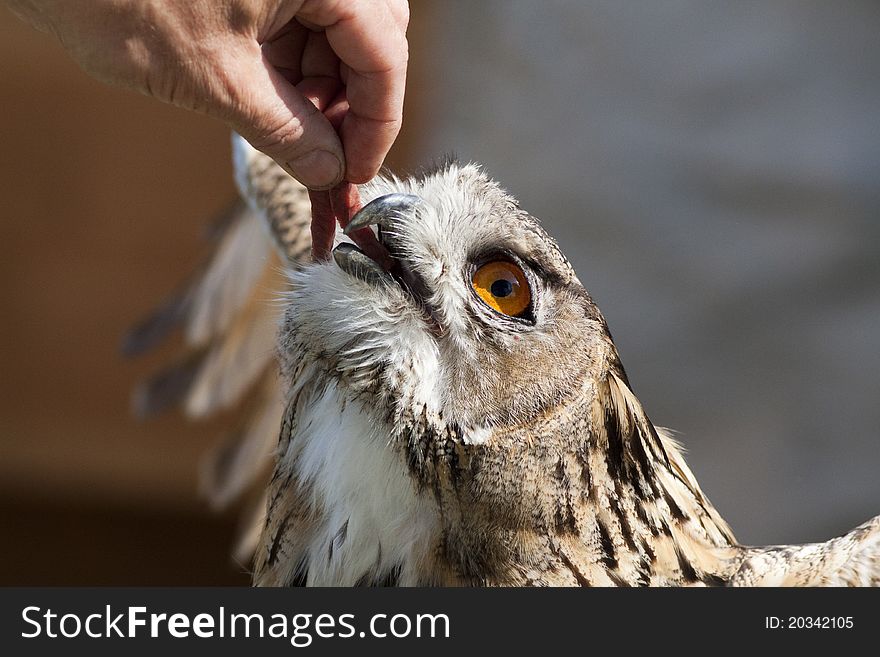 Feeding owls falconer with piece of meat
