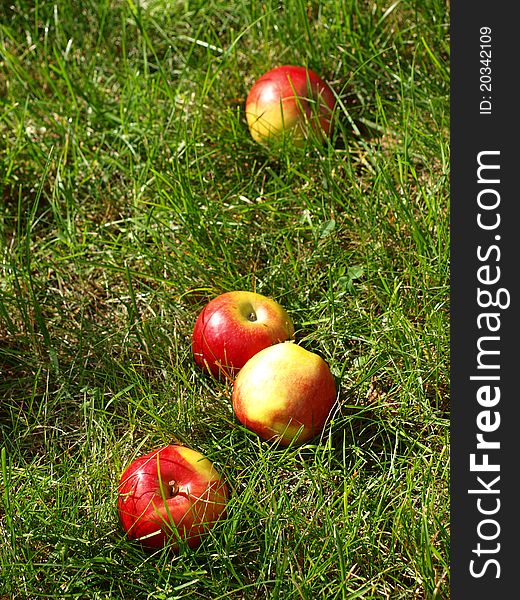 Red apples in the grass