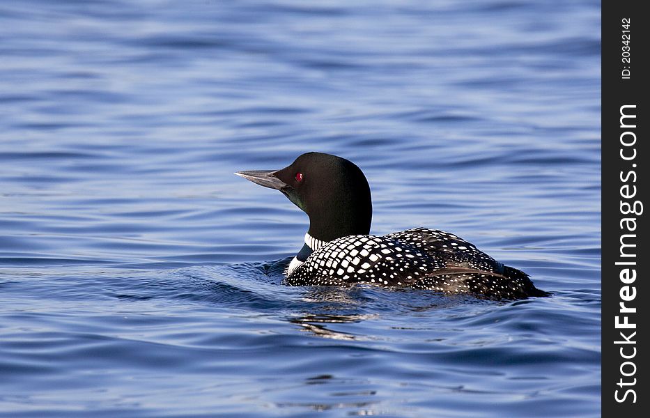 Common loon floating on a lake in springtime. Common loon floating on a lake in springtime.