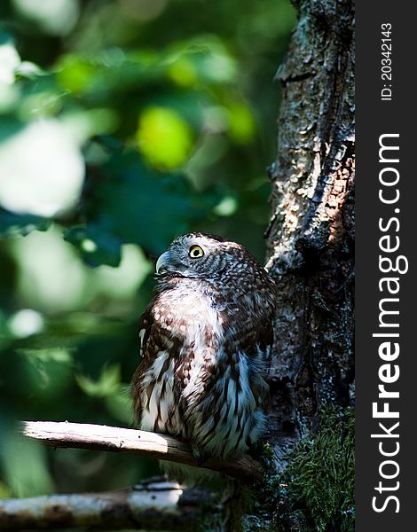 Tengmalm's owl (Aegolius funereus) small bird is 22â€“27 centimetres