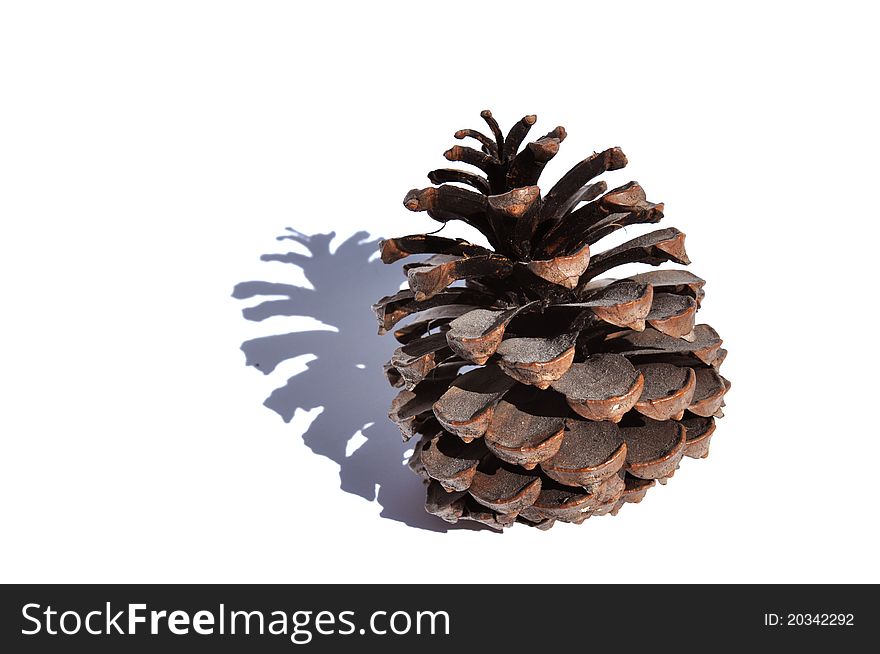 Simple pine cone in a white background